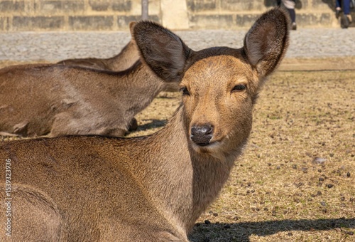 日本、奈良公園、鹿、野生動物、木、写真素材