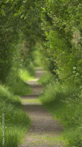 Forest hiking path lined with green leafy trees summer breeze