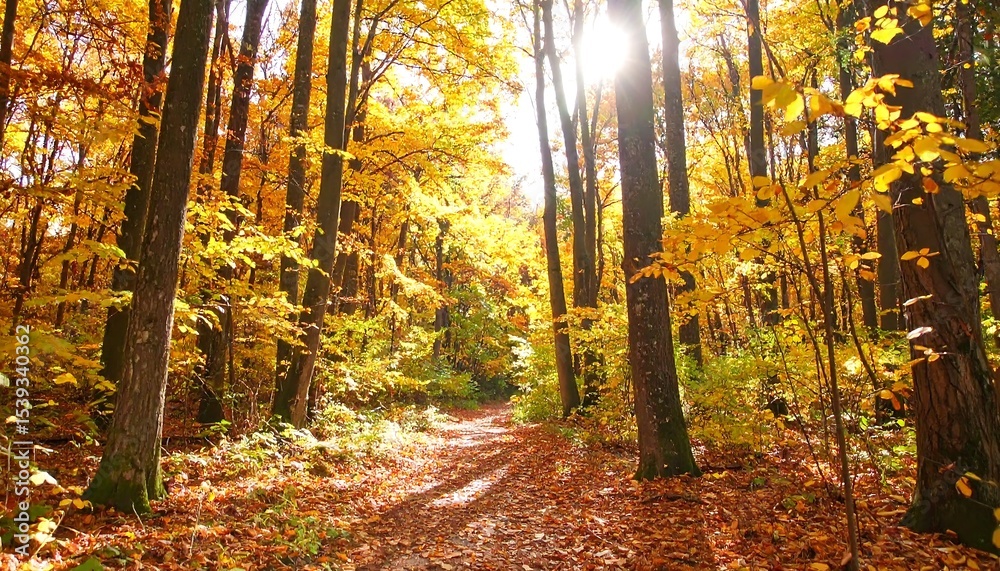 Fototapeta premium Autumn Forest Path Sunlight.