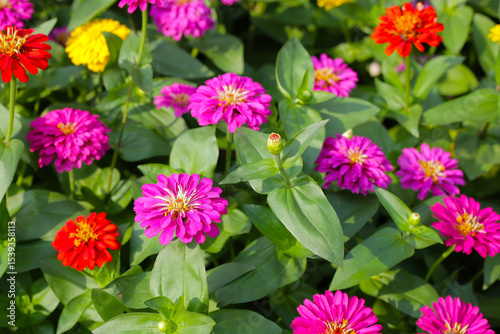 A garden alive with vibrant zinnias in full bloom, spreading joy and color.