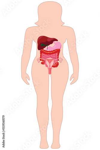Female body anatomy with internal digestive and reproductive organs illustration.