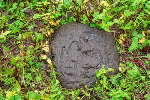 Circular shaped cow dung.