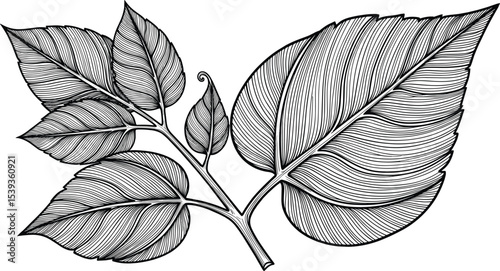 Vector illustration of Basil leaves in outline style. Linear engraving of kitchen herb painted by black inks for cooking book or menu decoration. Outline drawing of oregano for culinary project.