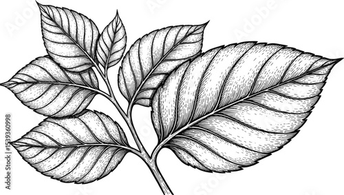 Vector illustration of Basil leaves in outline style. Linear engraving of kitchen herb painted by black inks for cooking book or menu decoration. Outline drawing of oregano for culinary project.
