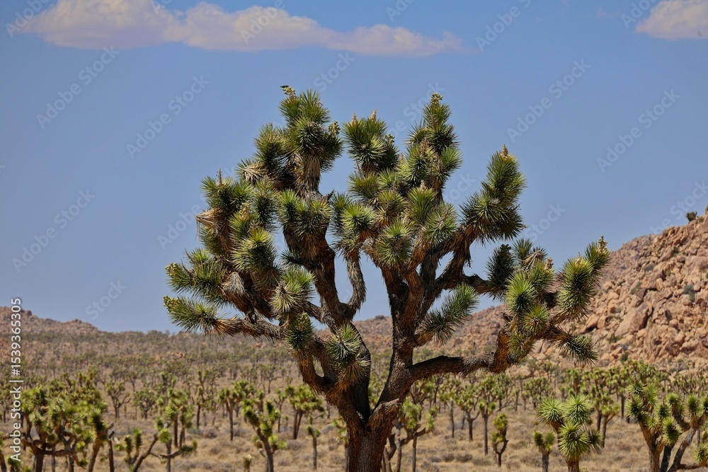Obraz premium Joshua Trees dot the Mojave Desert as far as the eye can see in California's Joshua Tree National Park