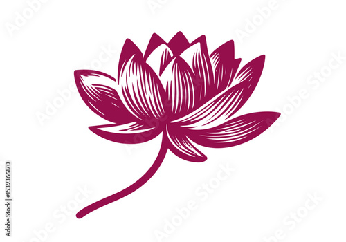 Lotus Flower Hand Drawn Natural Illustration Stylized as Linocut Vector Isolated by AZ for Books, Arts, Design and Decoration Graphic Asset