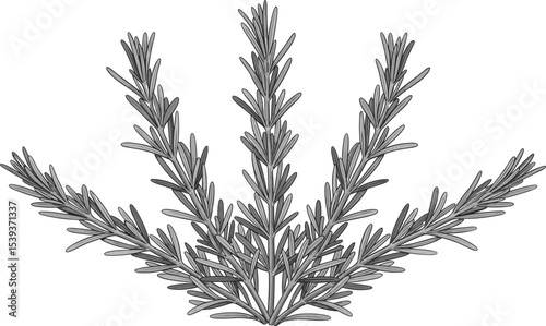 Vector illustration of a Thyme branch with tiny leaves. Hand drawn botanical linear sketch for herbal, culinary, garden, and aromatherapy projects. Outline drawing of kitchen herb for menu design