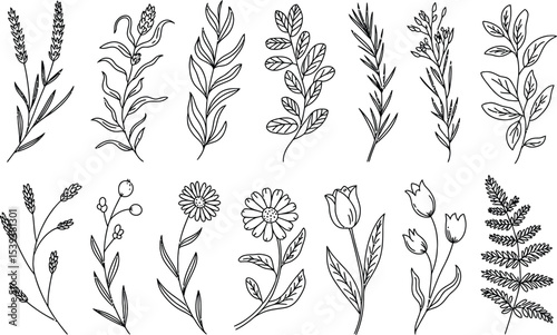 Hand-drawn botanical illustrations with various leaves flowers and herbs suitable for design projects and nature themes