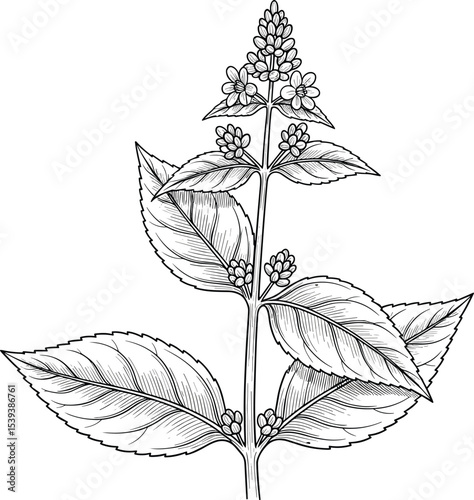 Vector illustration of a Lemon Balm branch in linear style. Drawing of Mint for culinary designs and organic herb gardens. Sketch of Melissa for aromatherapy or cooking book menu. Black engraving. 