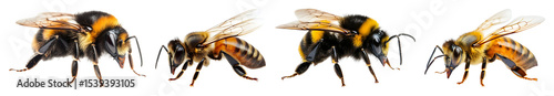Four honey bees and bumble bees are positioned against a black backdrop in a horizontal format