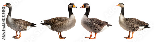 Four Grey Geese Stand Against A Transparent Background Showcasing Their Plumage And Orange Beaks Ideal To Isolate