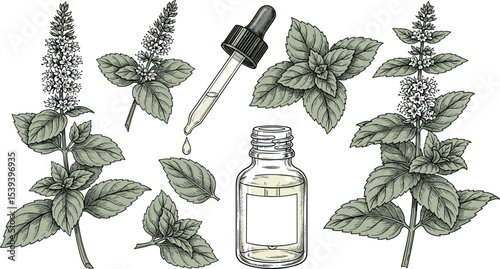 Mint vector illustration. Outline drawing of medical herb with vintage glass bottle with dropper painted by black inks in linear style. Etching of kitchen plant for aromatherapy or cooking. 