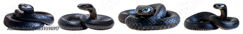 Four Coiled Black Snakes In Different Poses Isolated Against A Transparent Background Transparent Background