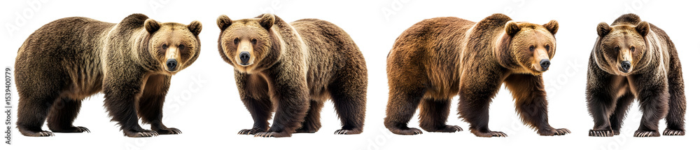 Fototapeta premium Four Brown Bears Are Captured From Different Angles Standing On A Transparent Background With Varying Poses