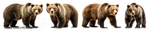 Wallpaper Mural Four Brown Bears Are Captured From Different Angles Standing On A Transparent Background With Varying Poses Torontodigital.ca