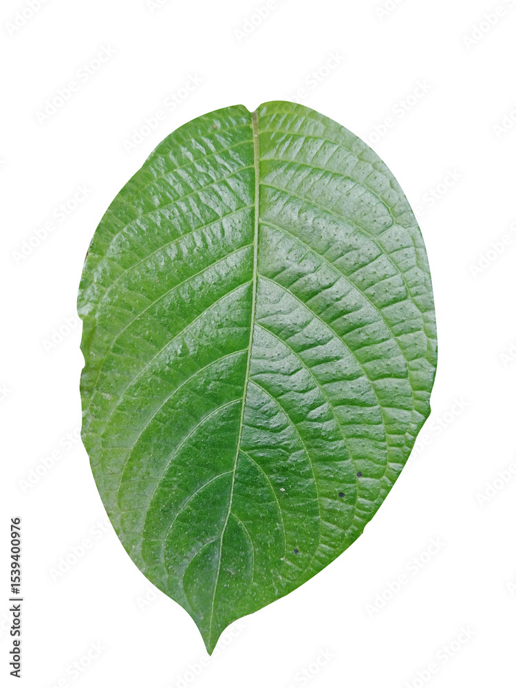 Obraz premium one leaf of strobilanthes crispus close-up on white background