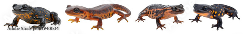 Four Isolated Fire Salamanders Feature Black And Orange Spotted Skin Showcasing Amphibians Against A Transparent Background photo