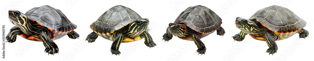 Four Painted Turtles Are Positioned In A Horizontal Line On A Transparent Background Showcasing Their Shells And Markings Four Painted Turtles Are Positioned In A Horizontal Line On A Transparent Background Showcasing Their Shells And Markings