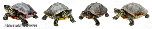 Four Painted Turtles Are Positioned In A Horizontal Line On A Transparent Background Showcasing Their Shells And Markings
