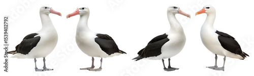 Four albatross birds are standing in a row the birds have white bodies and black wings it's a png image on black