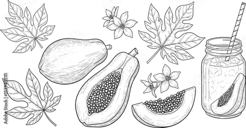 Vector illustration of papaya fruit in a hand-drawn style. Monochrome sketch with juicy slices and palm leaves. Outline monochrome drawing of exotic food and flowers. Set of engravings. 