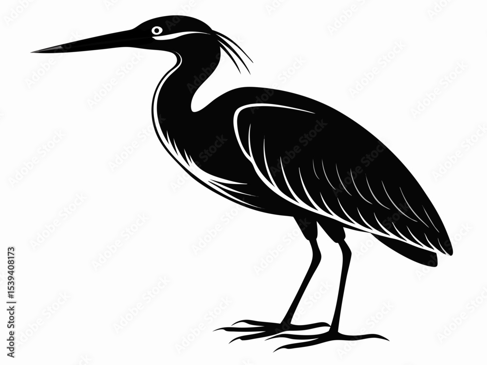 Fototapeta premium American Bittern silhouette black color bird on white background