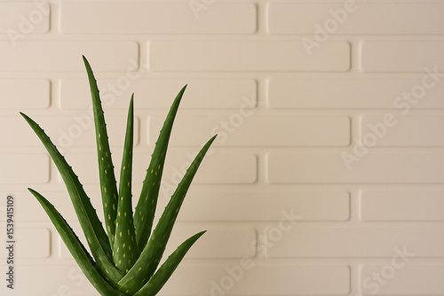 aloe vera plant