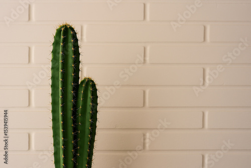 cactus in the window