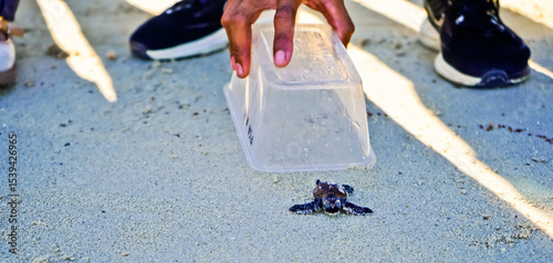 Obraz na plátne view of baby turtles being released into the sea