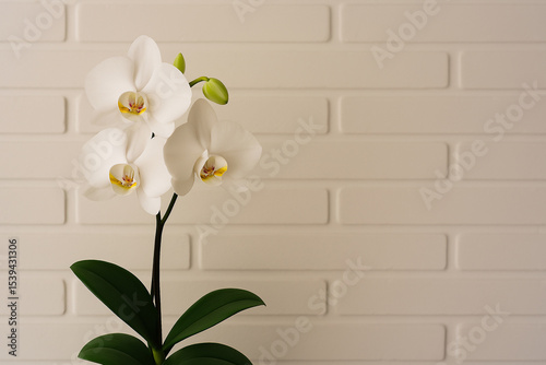 white orchid flower