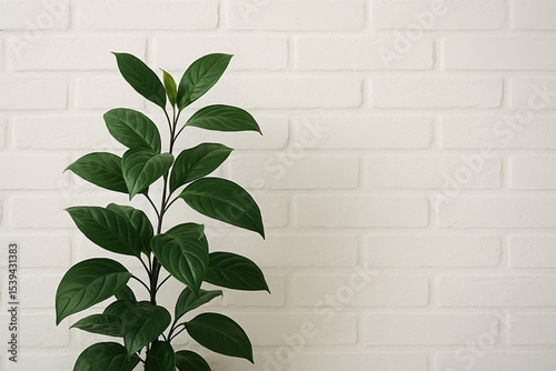 plant on the wall