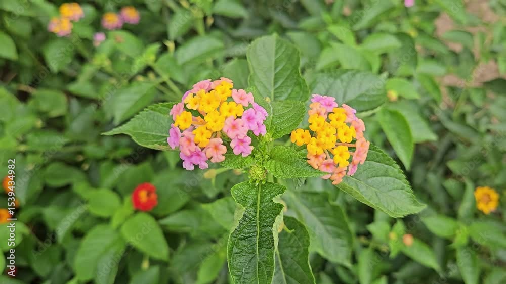 Close-up of wild Lantana camara flowers growing in the bushes, featuring a mix of pink and yellow on a single stalk.