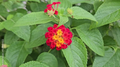 Close-up shot of Lantana camara flower cluster, featuring a mix of red and yellow blooms in natural surroundings.