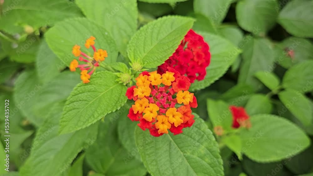 Colorful Lantana camara blossoms growing wild in nature, with yellow and red petals on a single stalk. Close-up footage.
