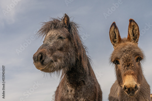 Sleepy Pony and Curious Donkey — Funny Farm Moment