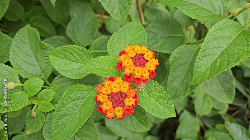 Colorful Lantana camara blossoms growing wild in nature, with yellow and red petals on a single stalk. Close-up footage.