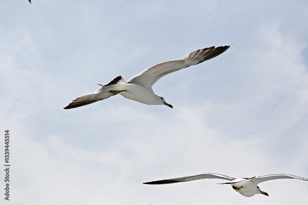Fototapeta premium 갈매기