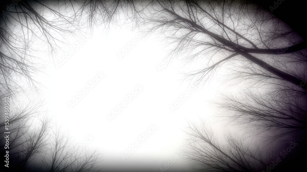 Obraz premium Misty forest canopy