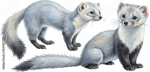 Two Stoats in Watercolor