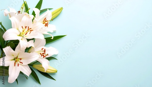 White lilies on blue background.