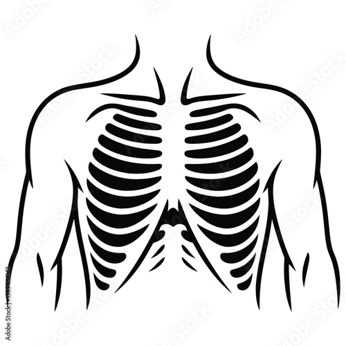 Anatomical Illustration of a Rib Cage