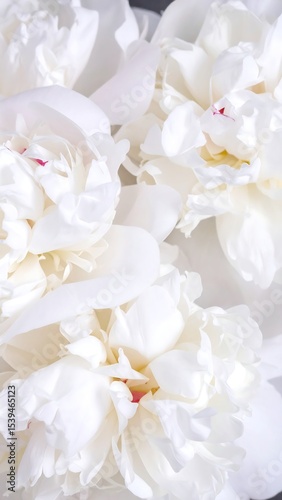 White Peonies Closeup Bouquet.