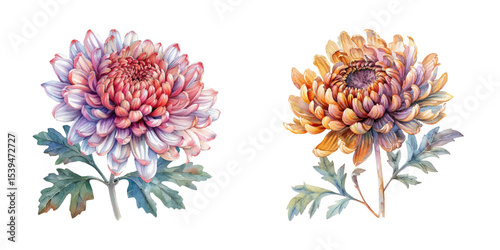 chrysanthemum flower watercolor vector illustration