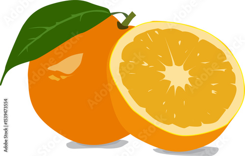 Fresh orange fruit vector illustration image