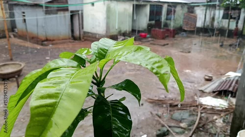 Lush Green Plant Thriving Amidst a Rural Setting After a Monsoon Downpour