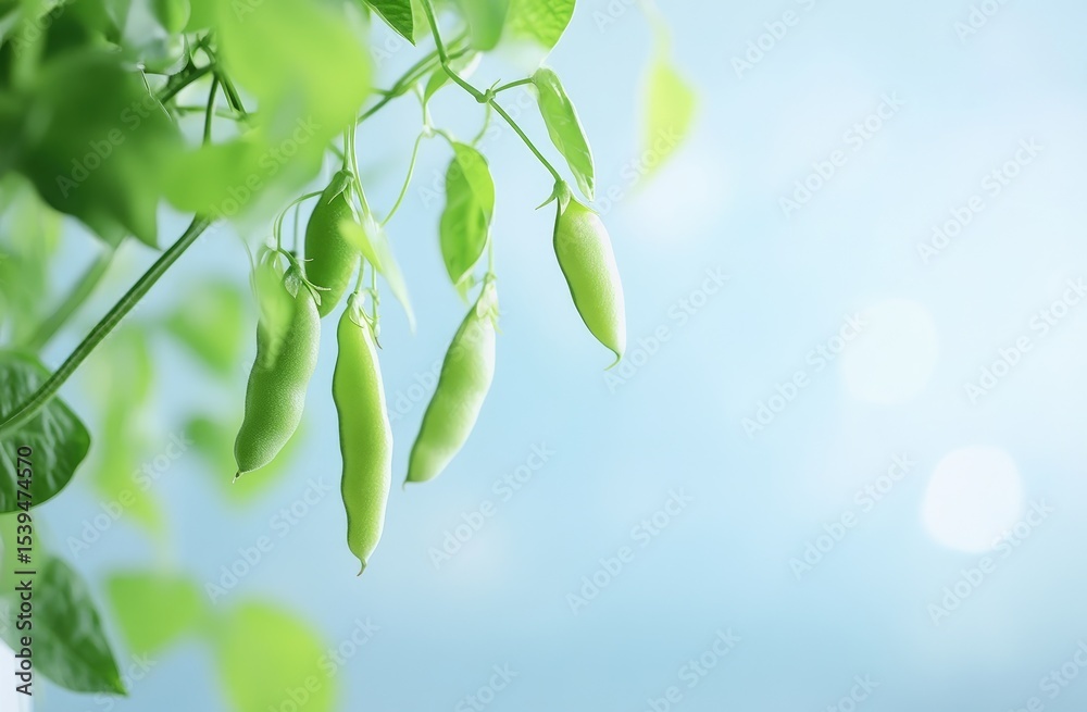 Obraz premium Fresh green beans hanging from vines against a soft blue background