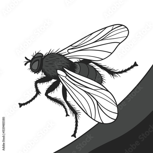 Detailed house fly silhouette illustration