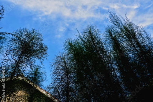 A tranquil image of tall green bushes reaching skyward with a backdrop of blue sky and light clouds. The serene composition evokes a sense of calmness and natural beauty.