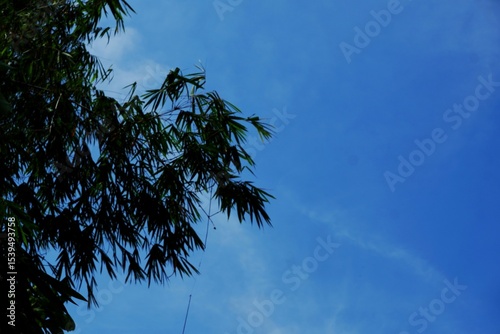 A tranquil image of tall green bushes reaching skyward with a backdrop of blue sky and light clouds. The serene composition evokes a sense of calmness and natural beauty.