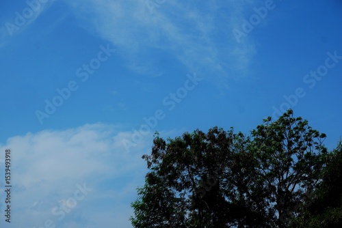 A tranquil image of tall green bushes reaching skyward with a backdrop of blue sky and light clouds. The serene composition evokes a sense of calmness and natural beauty.